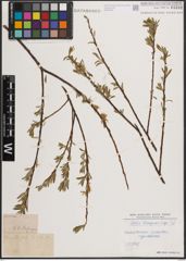 Foto von Salix eleagnos Scop.